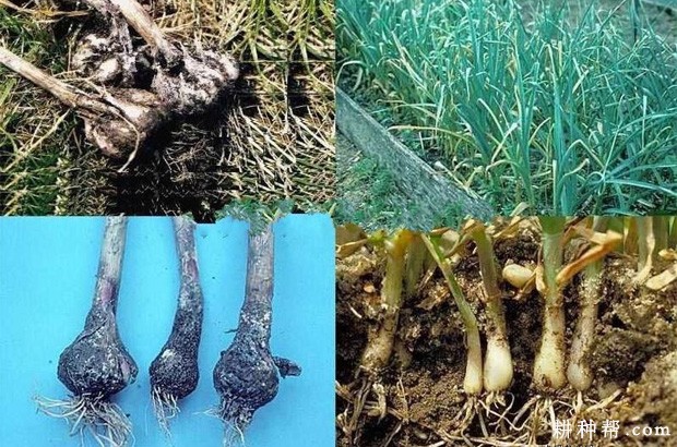 大蒜白腐病如何防治? 大蒜白腐病如何防治?