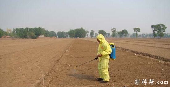 韭菜用什么除草剂? 韭菜用什么除草剂?