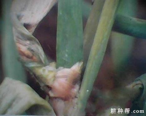 洋葱软腐病如何防治? 洋葱软腐病如何防治?