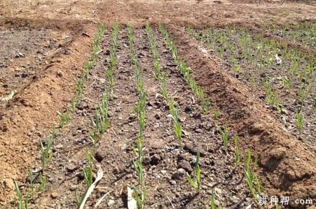 韭菜用什么除草剂? 韭菜用什么除草剂?