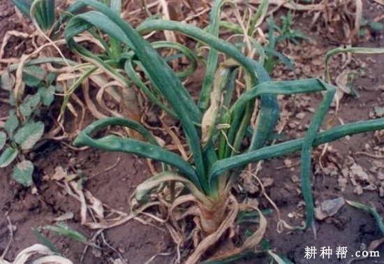 洋葱病毒病如何防治? 洋葱病毒病如何防治?