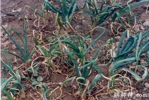 洋葱病毒病如何防治? 洋葱病毒病如何防治?