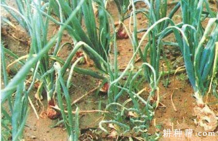 洋葱病毒病如何防治? 洋葱病毒病如何防治?