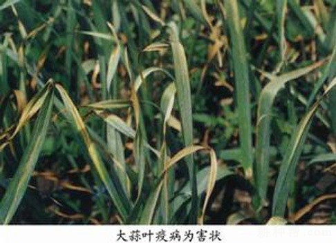 大蒜叶疫病如何防治？