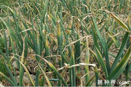 大蒜叶疫病如何防治？