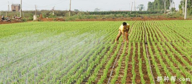 韭菜定植第二年如何管理? 韭菜定植第二年如何管理?