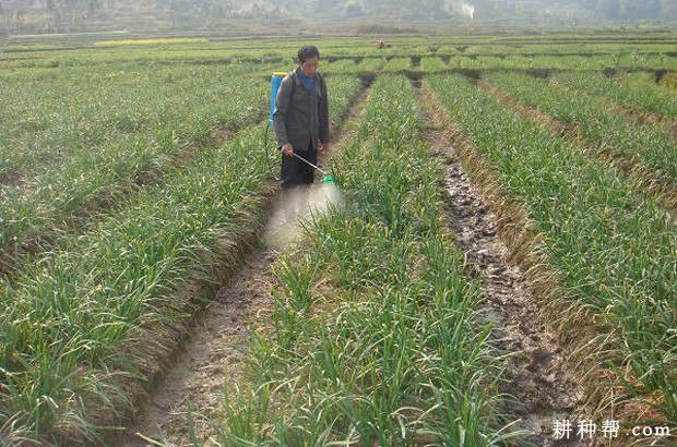 韭菜定植第二年如何管理? 韭菜定植第二年如何管理?
