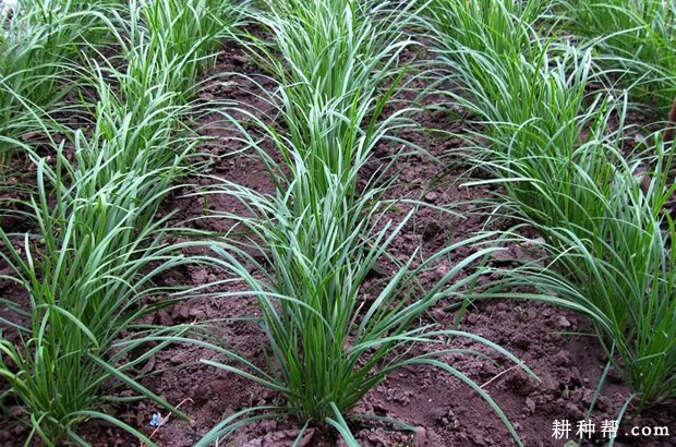 韭菜定植第二年如何管理? 韭菜定植第二年如何管理?