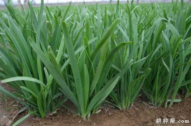 韭菜定植第二年如何管理? 韭菜定植第二年如何管理?