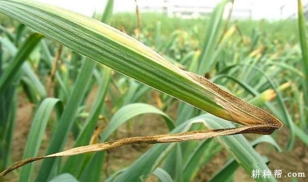 大蒜灰霉病如何防治? 大蒜灰霉病如何防治?