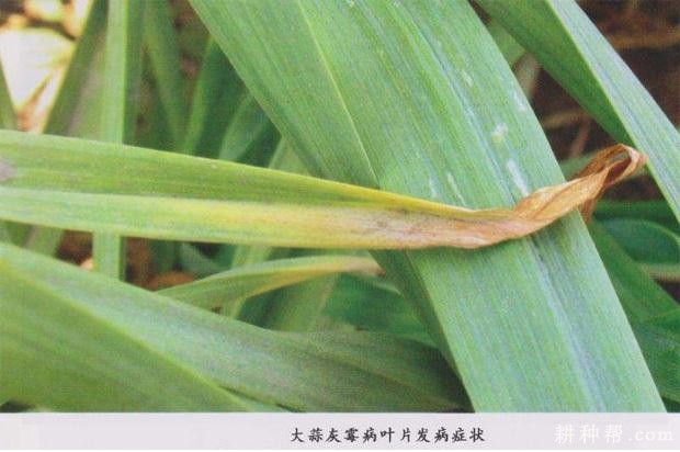 大蒜灰霉病如何防治? 大蒜灰霉病如何防治?