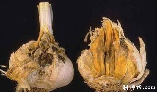 大蒜灰霉病如何防治? 大蒜灰霉病如何防治?