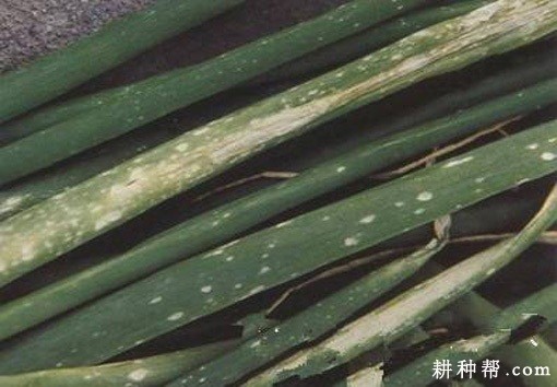 洋葱灰霉病如何防治？