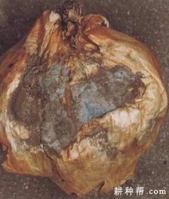 洋葱灰霉病如何防治？