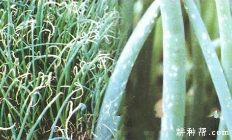洋葱灰霉病如何防治？