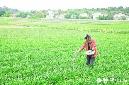 种植韭菜如何防止倒伏? 种植韭菜如何防止倒伏?