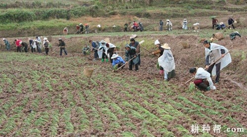 种植韭菜如何防止倒伏? 种植韭菜如何防止倒伏?