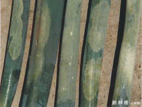 洋葱霜霉病如何防治？