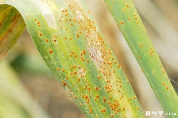 大蒜锈病如何防治？