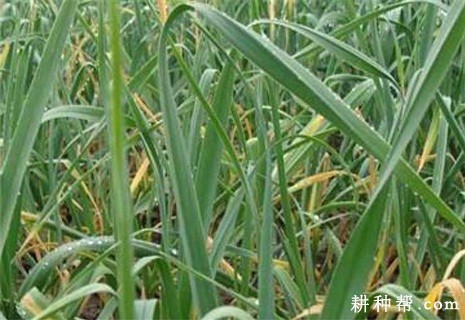 大蒜锈病如何防治？