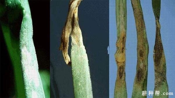 洋葱霜霉病如何防治？