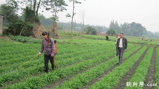 露地韭菜如何收割? 露地韭菜如何收割?