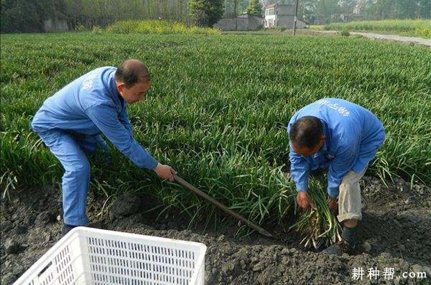 露地韭菜如何收割? 露地韭菜如何收割?