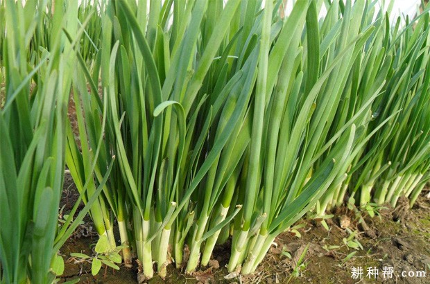 露地韭菜如何收割? 露地韭菜如何收割?
