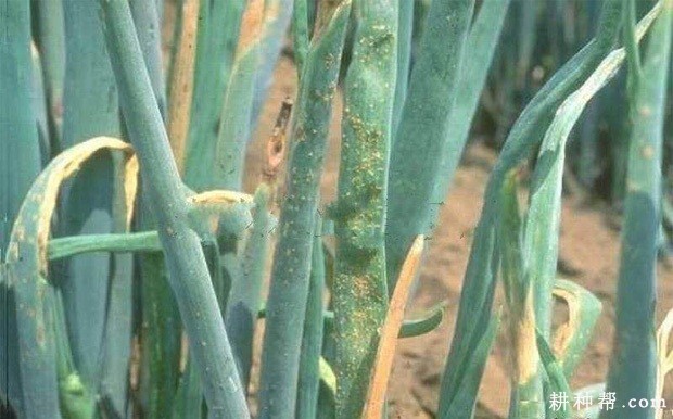 洋葱锈病如何防治？