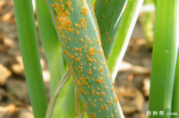 洋葱锈病如何防治？