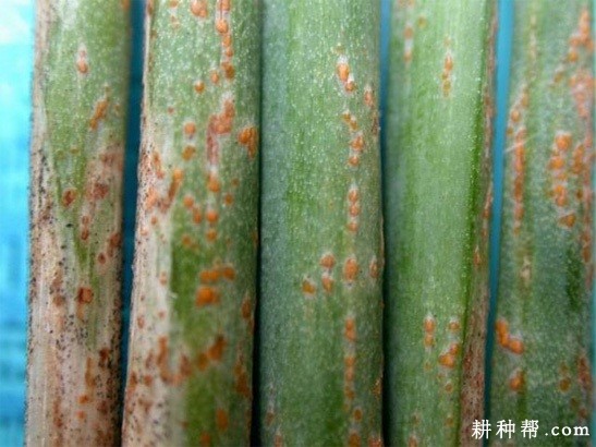 洋葱锈病如何防治？