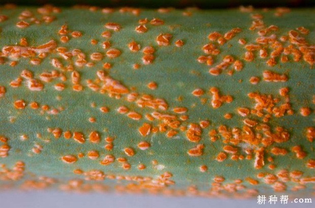 洋葱锈病如何防治？