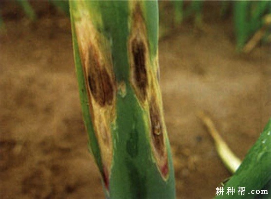 大蒜紫斑病如何防治? 大蒜紫斑病如何防治?