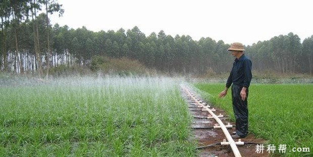 种植露地韭菜怎么样施肥浇水？