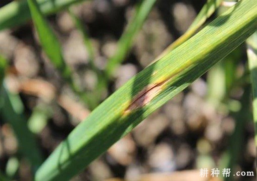 大蒜紫斑病如何防治? 大蒜紫斑病如何防治?