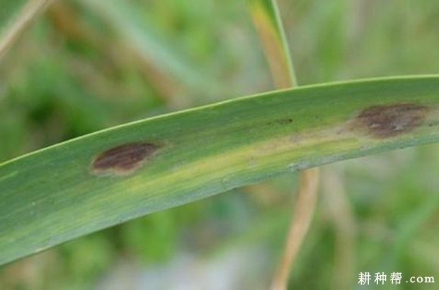 大蒜紫斑病如何防治? 大蒜紫斑病如何防治?