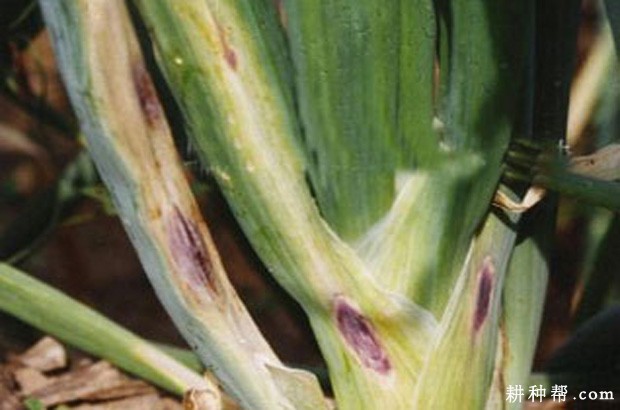 大蒜紫斑病如何防治? 大蒜紫斑病如何防治?