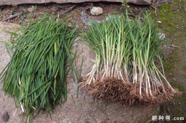 露地韭菜怎样种植？