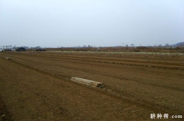 露地韭菜怎样种植？