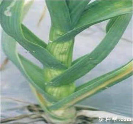 大蒜病毒病如何防治？