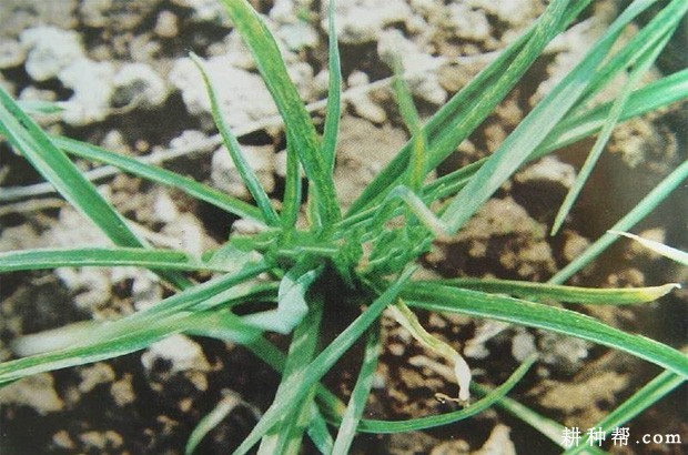 大蒜病毒病如何防治？