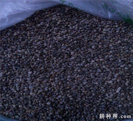 韭菜如何播种？