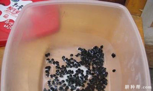 韭菜如何播种？