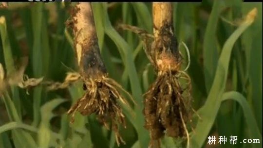 大蒜软腐病如何防治? 大蒜软腐病如何防治?