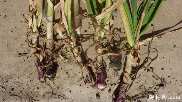 大蒜软腐病如何防治? 大蒜软腐病如何防治?