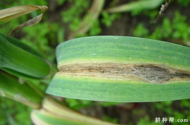 大蒜叶枯病如何防治？