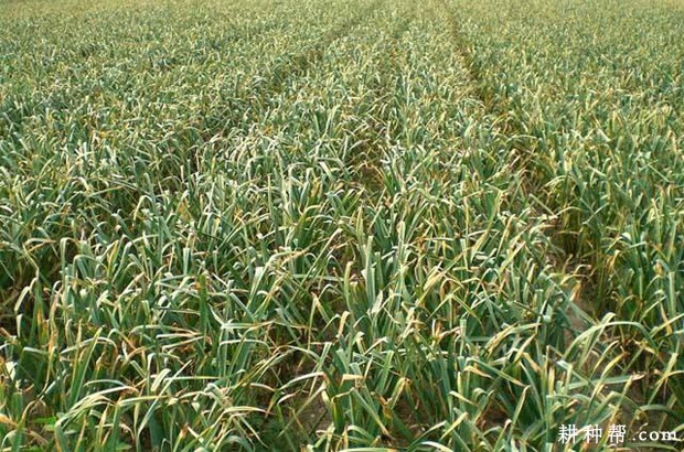 大蒜叶枯病如何防治？