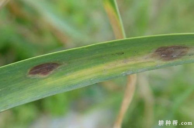 大蒜叶枯病如何防治？