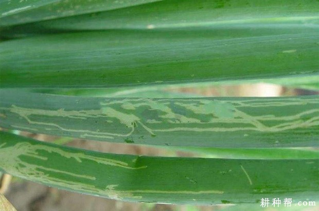 洋葱如何防治葱蝇? 洋葱如何防治葱蝇?