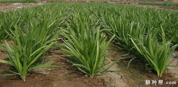 韭菜品种怎么选？